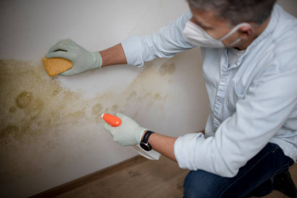 Mold Testing and Removal in Double Oak, TX